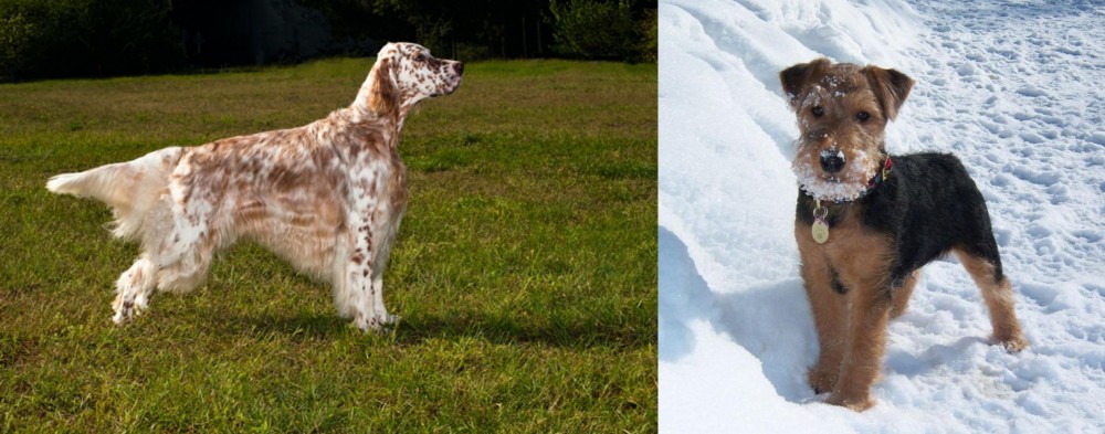 Welsh Terrier vs English Setter - Breed Comparison