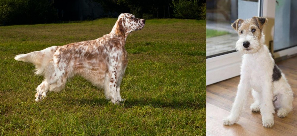 Wire Fox Terrier vs English Setter - Breed Comparison