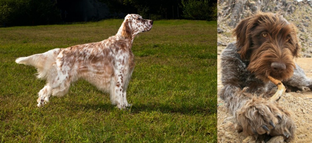 Wirehaired Pointing Griffon vs English Setter - Breed Comparison