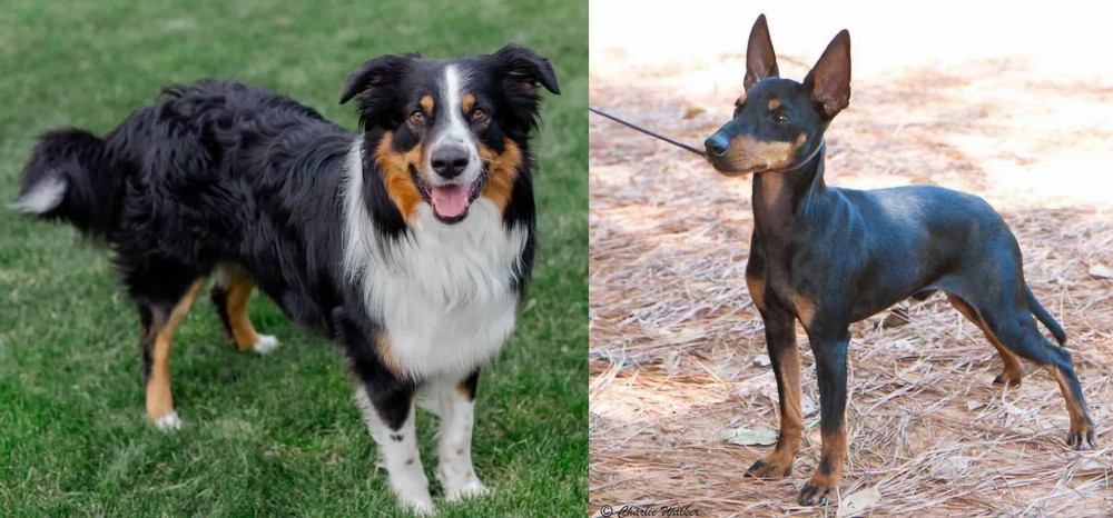 English Toy Terrier (Black & Tan) vs English Shepherd - Breed Comparison