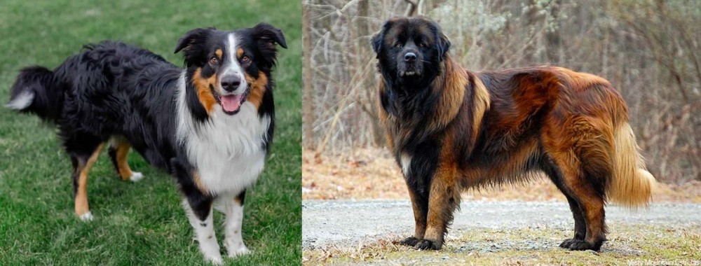 Estrela Mountain Dog vs English Shepherd - Breed Comparison