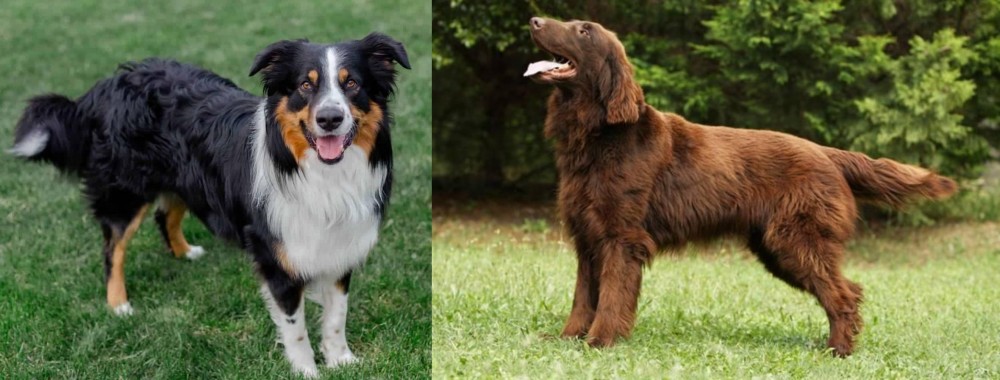 Flat-Coated Retriever vs English Shepherd - Breed Comparison