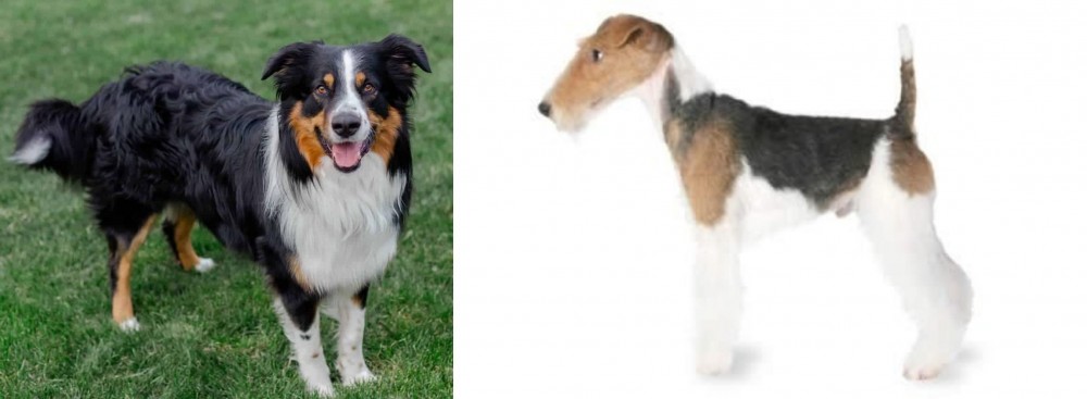 Fox Terrier vs English Shepherd - Breed Comparison