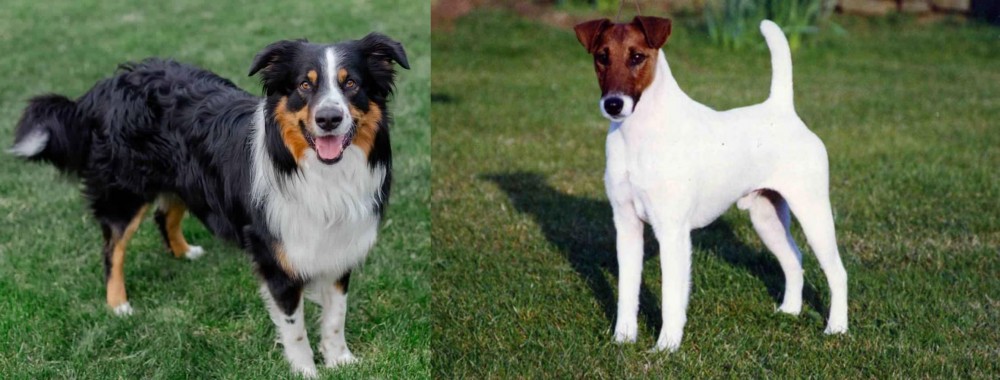 Fox Terrier (Smooth) vs English Shepherd - Breed Comparison