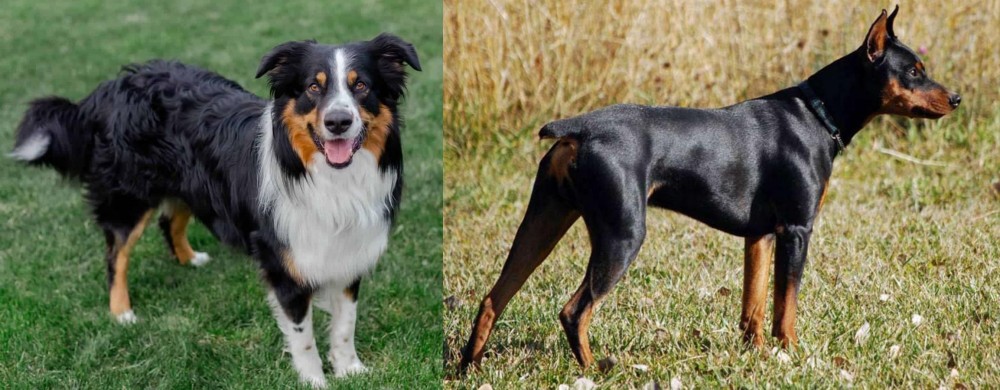 German Pinscher vs English Shepherd - Breed Comparison