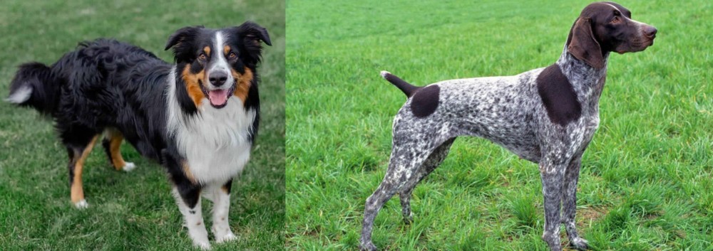German Shorthaired Pointer vs English Shepherd - Breed Comparison