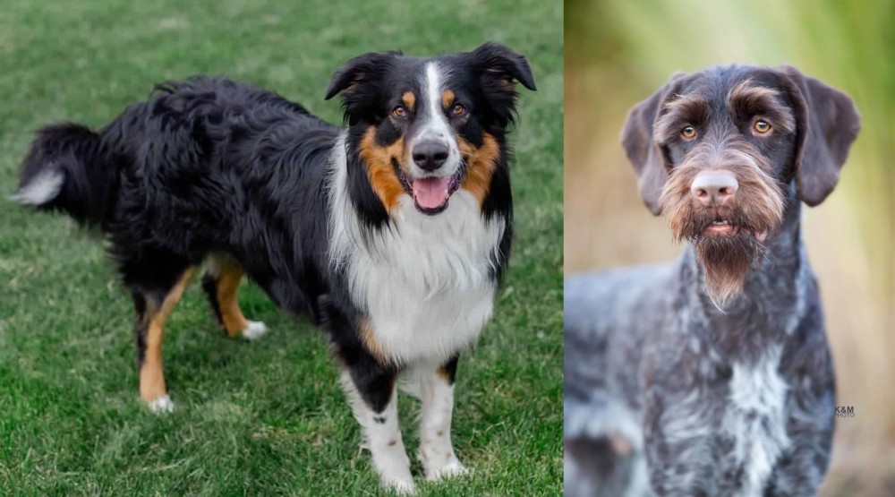 German Wirehaired Pointer vs English Shepherd - Breed Comparison