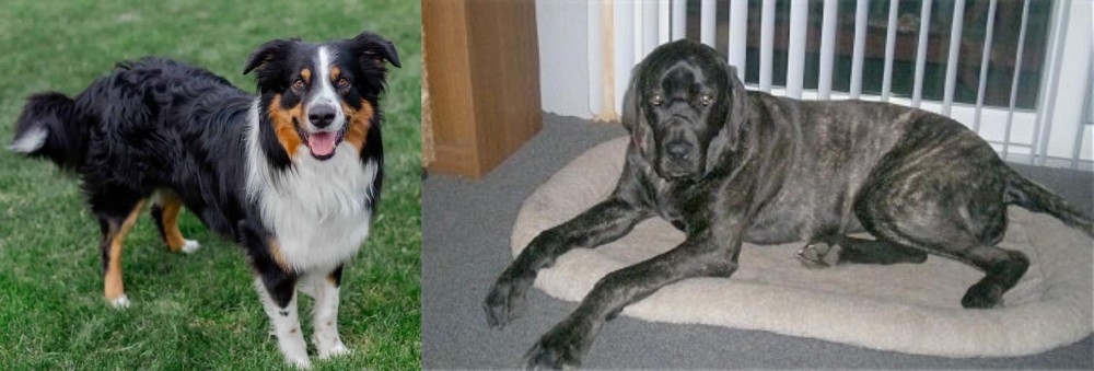 Giant Maso Mastiff vs English Shepherd - Breed Comparison
