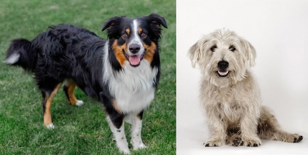 Glen of Imaal Terrier vs English Shepherd - Breed Comparison