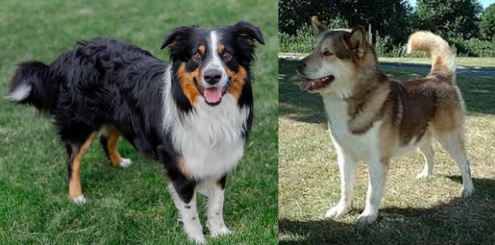 Greenland Dog vs English Shepherd - Breed Comparison