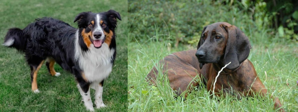 Hanover Hound vs English Shepherd - Breed Comparison