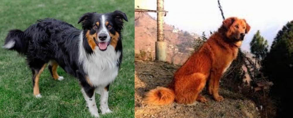 Himalayan Sheepdog vs English Shepherd - Breed Comparison