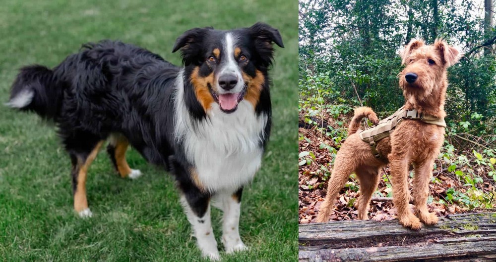 Irish Terrier vs English Shepherd - Breed Comparison