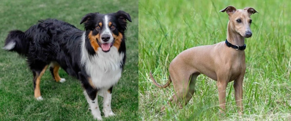 Italian Greyhound vs English Shepherd - Breed Comparison