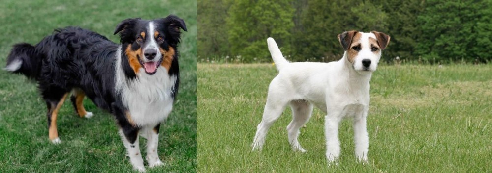 Jack Russell Terrier vs English Shepherd - Breed Comparison