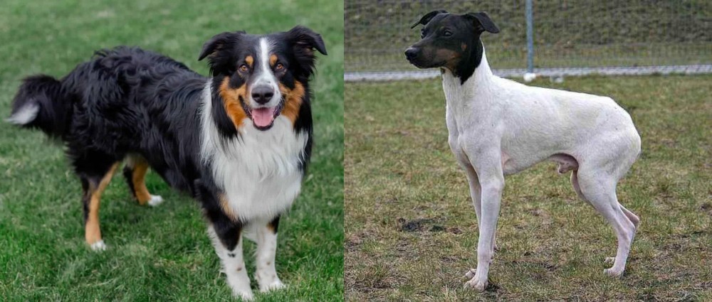 Japanese Terrier vs English Shepherd - Breed Comparison