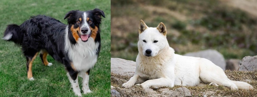 Jindo vs English Shepherd - Breed Comparison