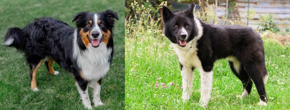 Karelian Bear Dog vs English Shepherd - Breed Comparison