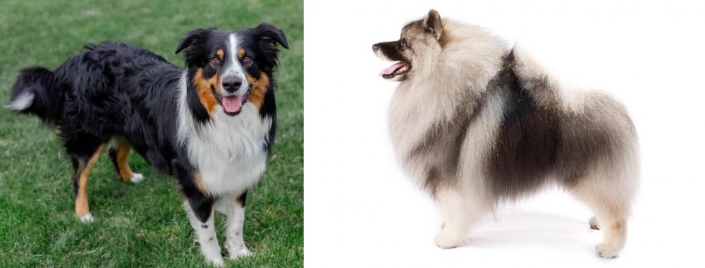 Keeshond vs English Shepherd - Breed Comparison