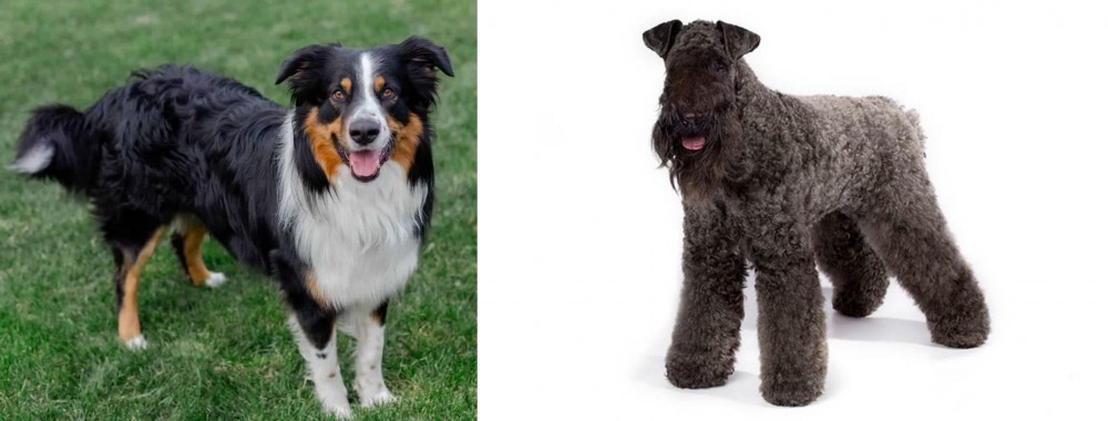 Kerry Blue Terrier vs English Shepherd - Breed Comparison