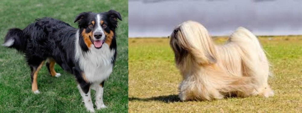 Lhasa Apso vs English Shepherd - Breed Comparison