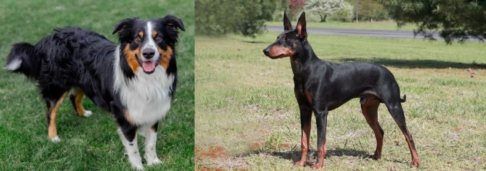 Manchester Terrier vs English Shepherd - Breed Comparison