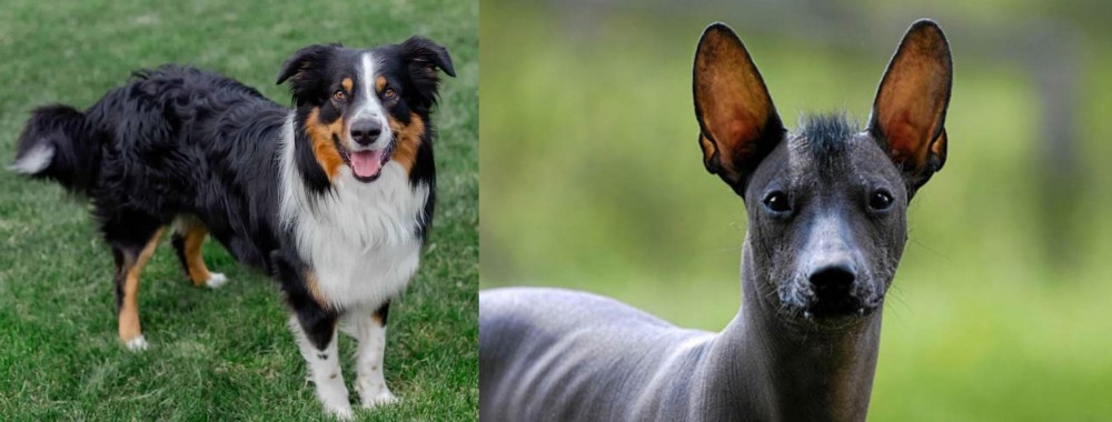 Mexican Hairless vs English Shepherd - Breed Comparison