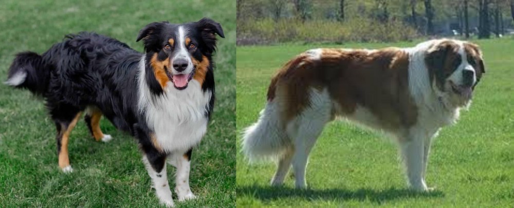 Moscow Watchdog vs English Shepherd - Breed Comparison