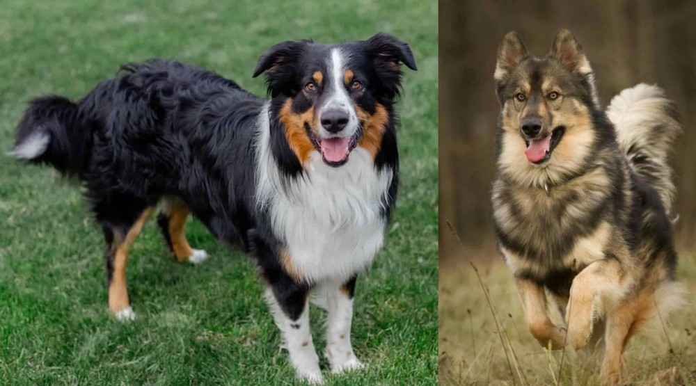 Native American Indian Dog vs English Shepherd - Breed Comparison