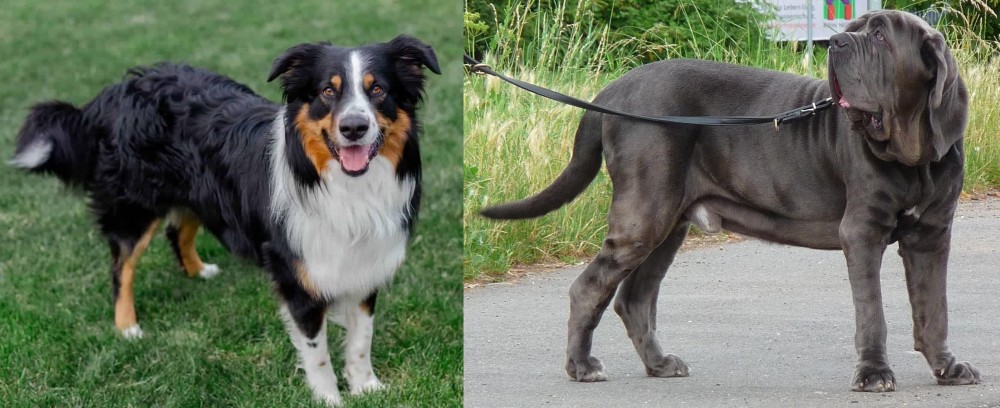 Neapolitan Mastiff vs English Shepherd - Breed Comparison