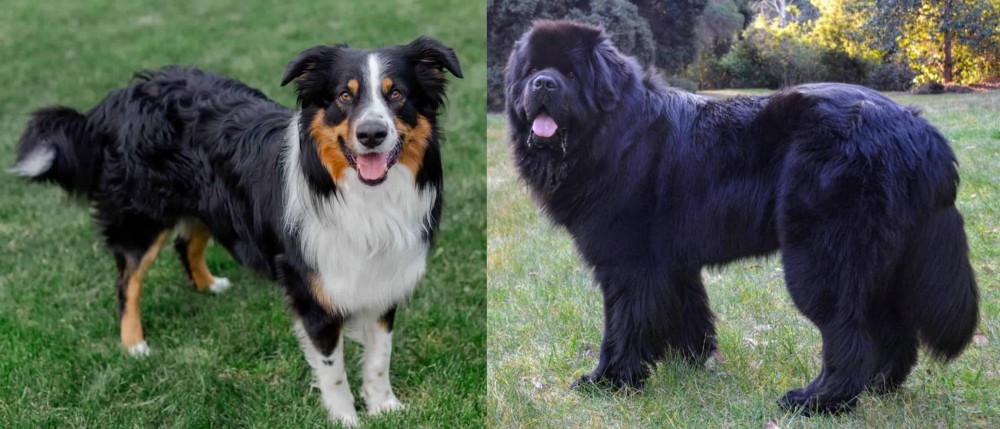 Newfoundland Dog vs English Shepherd - Breed Comparison