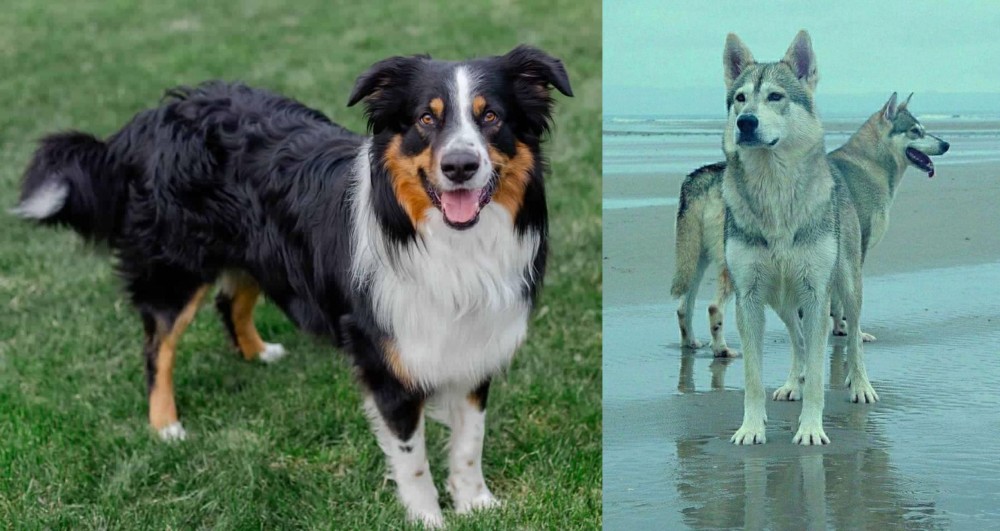 Northern Inuit Dog vs English Shepherd - Breed Comparison