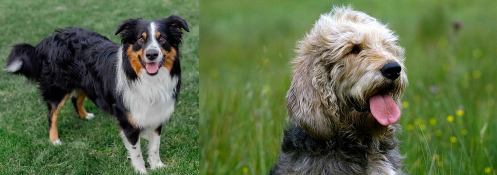 Otterhound vs English Shepherd - Breed Comparison