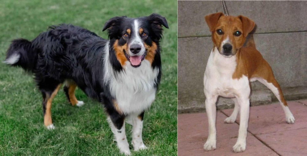 Plummer Terrier vs English Shepherd - Breed Comparison