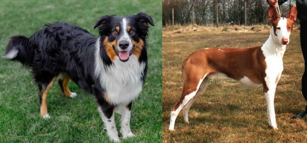 Podenco Canario vs English Shepherd - Breed Comparison