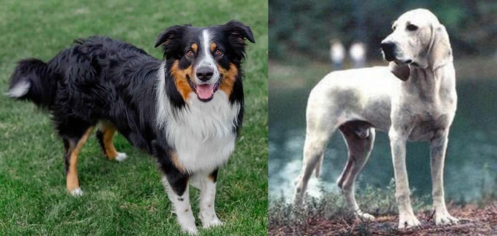 Porcelaine vs English Shepherd - Breed Comparison