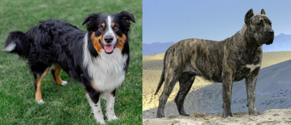 Presa Canario vs English Shepherd - Breed Comparison
