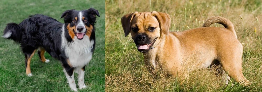 Puggle vs English Shepherd - Breed Comparison