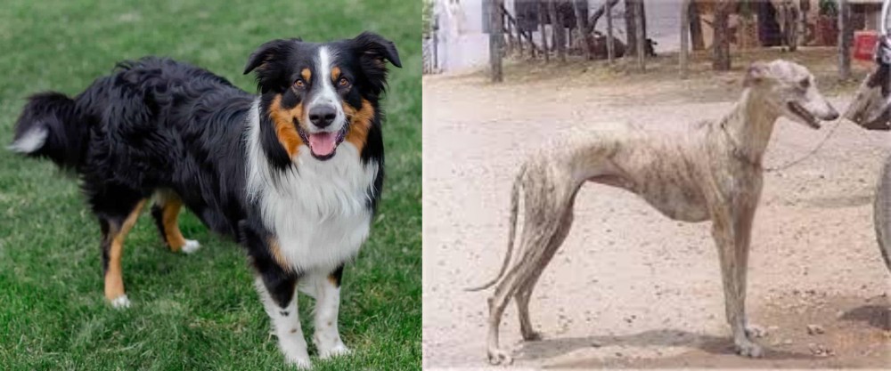 Rampur Greyhound vs English Shepherd - Breed Comparison