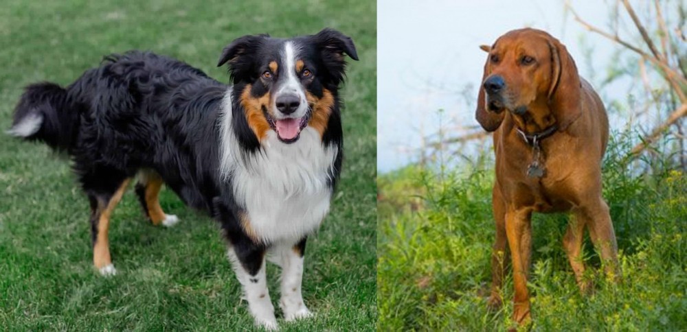 Redbone Coonhound vs English Shepherd - Breed Comparison