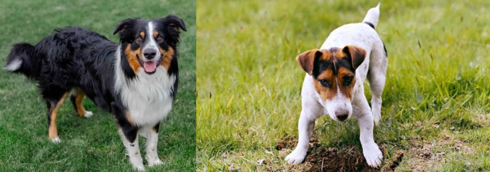 Russell Terrier vs English Shepherd - Breed Comparison
