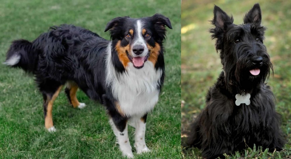 Scoland Terrier vs English Shepherd - Breed Comparison