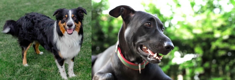 Shepard Labrador vs English Shepherd - Breed Comparison