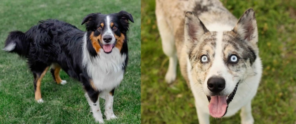 Shepherd Husky vs English Shepherd - Breed Comparison