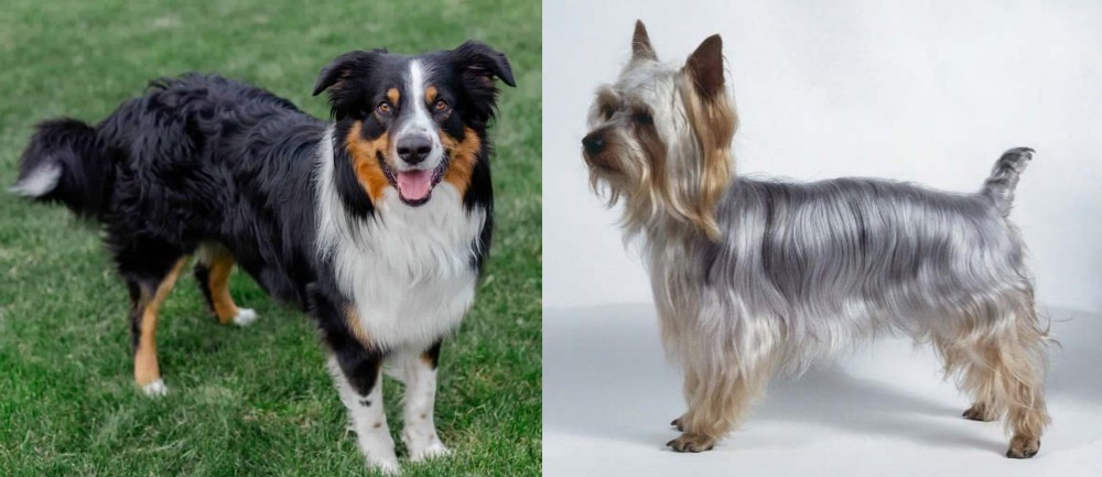 Silky Terrier vs English Shepherd - Breed Comparison