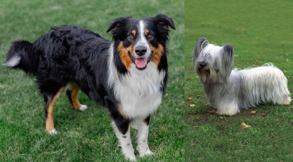 Skye Terrier vs English Shepherd - Breed Comparison