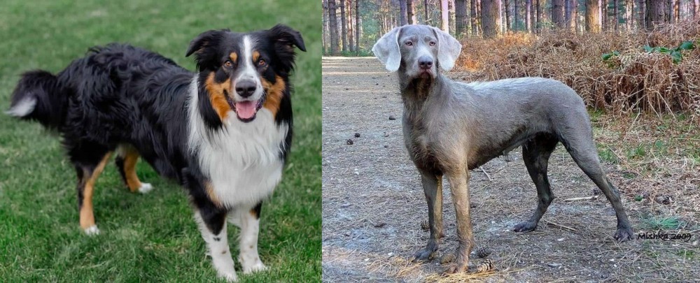 Slovensky Hrubosrsty Stavac vs English Shepherd - Breed Comparison