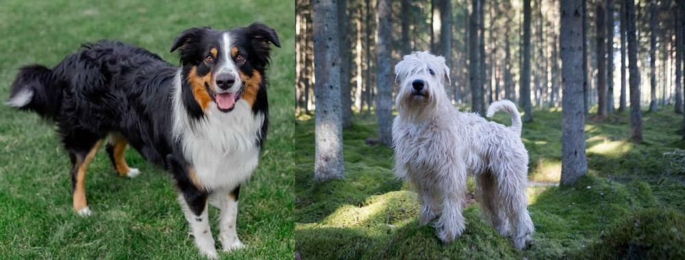 Soft-Coated Wheaten Terrier vs English Shepherd - Breed Comparison