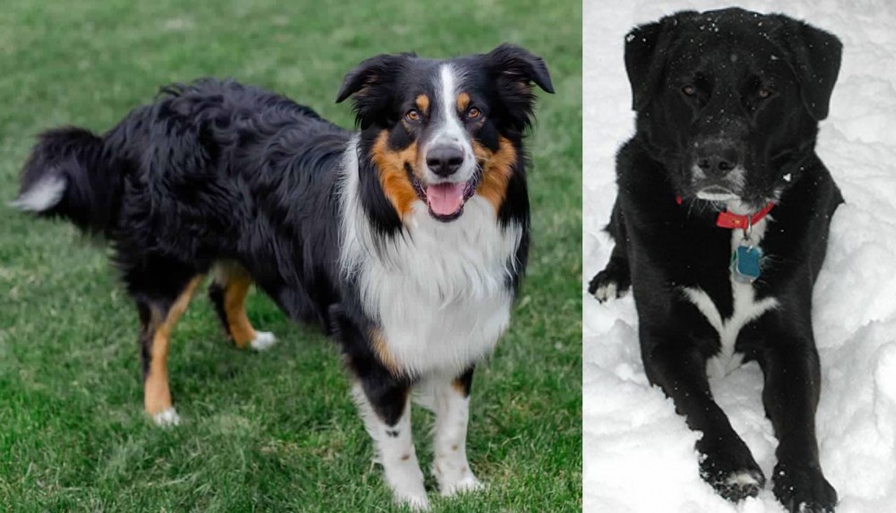 St. John's Water Dog vs English Shepherd - Breed Comparison