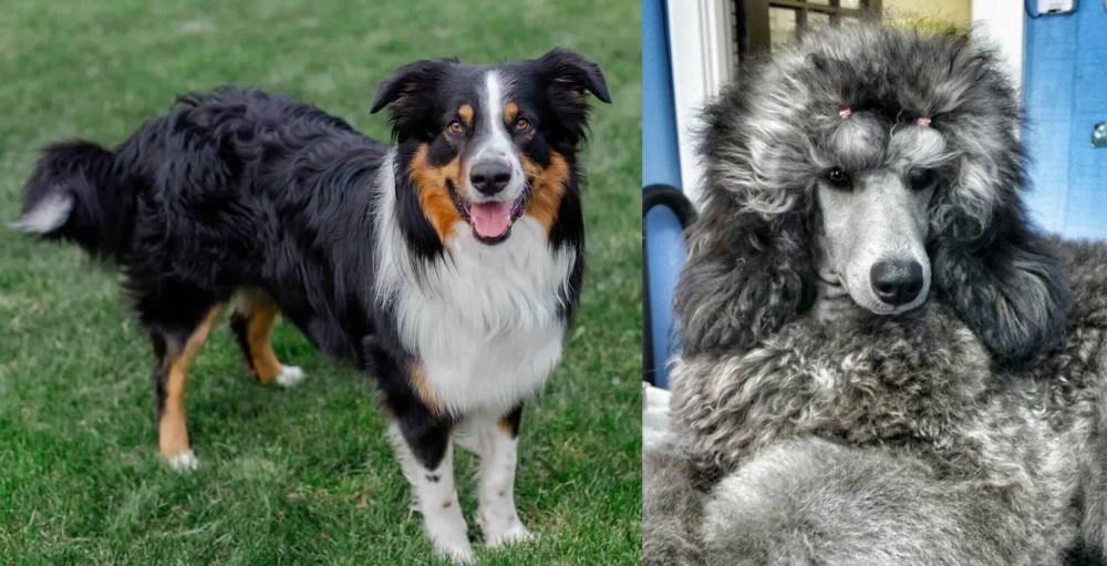 Standard Poodle vs English Shepherd - Breed Comparison